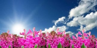 Le Créateur – Un Petit Extra